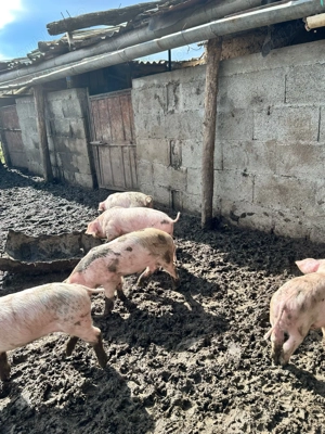 Purcei de vânzare de 6 săptămâni din rasa Landras cu Petrean - imagine 4