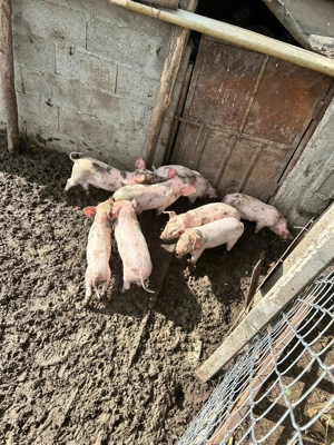 Purcei de vânzare de 6 săptămâni din rasa Landras cu Petrean - imagine 3