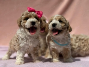 Puiuti Maltipoo  bichon + pudel toy barboncino poodle