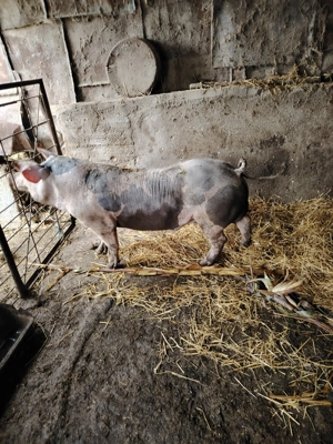 VIERUȘ disponibilii.