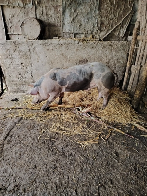 VIERUȘ disponibilii. - imagine 5