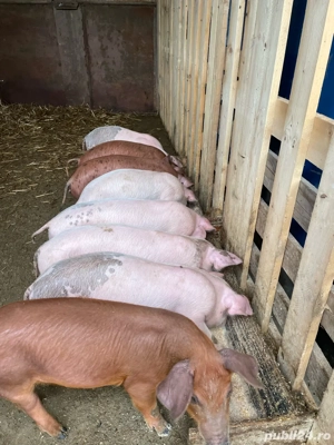 Purcei de vanzare - imagine 4 Purcei de vanzare - imagine 4