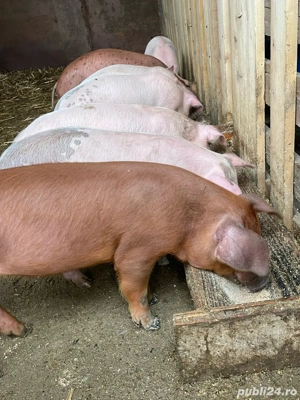 Purcei de vanzare - imagine 5 Purcei de vanzare - imagine 5
