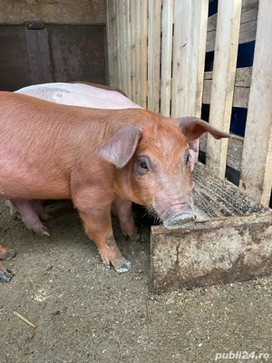 Purcei de vanzare - imagine 2 Purcei de vanzare - imagine 2