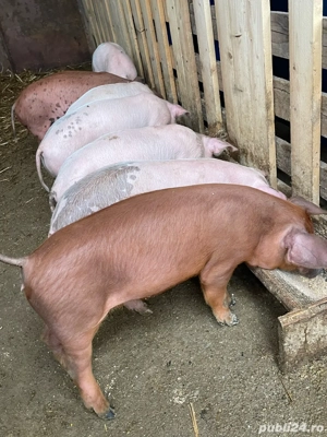 Purcei de vanzare - imagine 3 Purcei de vanzare - imagine 3