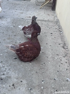 Porumbei de vanzare texani si mondaini