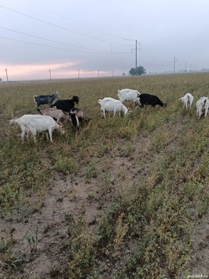 vand 16 capre in Urziceni judet Ialomița 