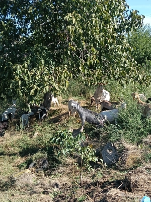 vand 16 capre in Urziceni judet Ialomița  - imagine 2