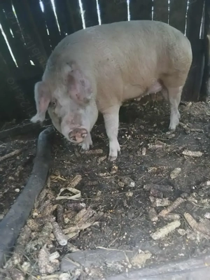 Porci de vânzare  - imagine 2