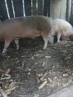 Porci de vânzare  - imagine 4