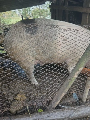 Porci de vânzare  - imagine 3