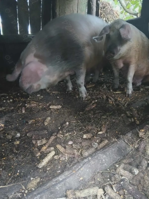 Porci de vânzare  - imagine 5