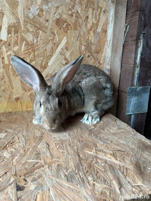 carne de iepure  - imagine 3