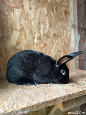 iepuri de vanzare 