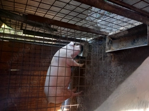 Se arvunesc porci pt Crăciun  - imagine 3 Se arvunesc porci pt Crăciun  - imagine 3