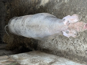 Purcea de vânzare! Peste 250 kg