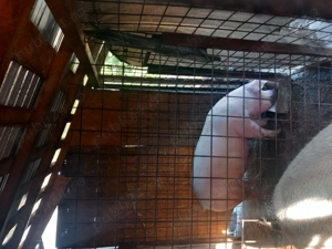 Se arvunesc pentru Crăciun 