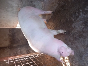 Se arvunesc porci pt Crăciun  - imagine 4 Se arvunesc porci pt Crăciun  - imagine 4