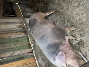 Purcea de vânzare! Are peste 250 kg - imagine 3 Purcea de vânzare! Are peste 250 kg - imagine 3