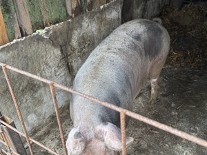 Purcea de vânzare! Are peste 250 kg