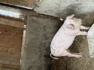 Purcele de vânzare! Se vând și separat! Detalii la  