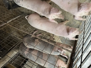 Purcele de vânzare! Se vând și separat! Detalii la   - imagine 2