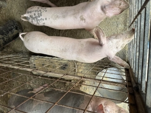 Purcele de vânzare! Se vând și separat! Detalii la   - imagine 3