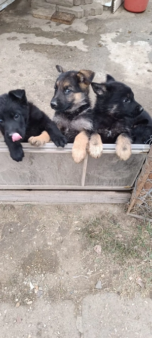 Pui Ciobanesc German 