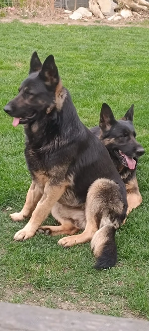 Pui Ciobanesc German