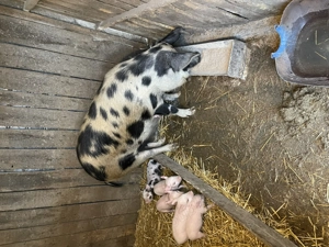 Vând purcea cu purcei