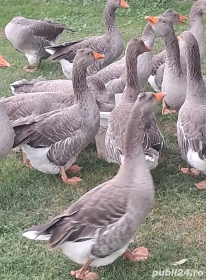 vind 15 giste rasa tulos grase 