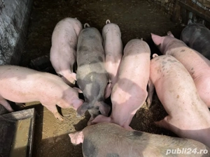 Vând porci  