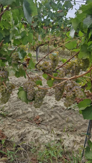 Vand alb din recolta proprie 2025 - imagine 7