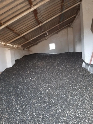 Vând floarea soarelui producție 2025