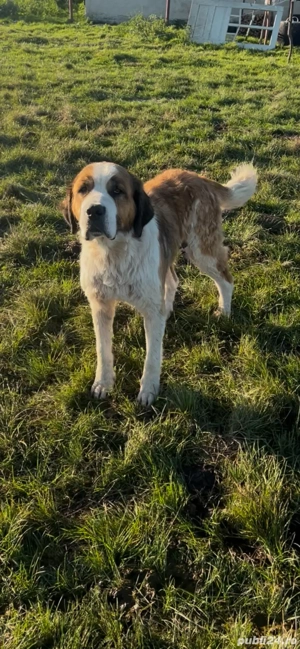 femela garantata de oi si capre si vaci