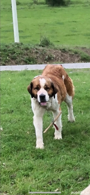 femela garantata de oi si capre si vaci  - imagine 3