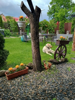 Vila modernă cu panouri fotovoltaice și termosemineu   proprietar, in Turda - imagine 16