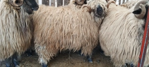 Oi si berbeci bucalai - imagine 3