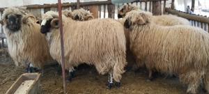 Oi si berbeci bucalai - imagine 4