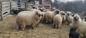 Oi si berbeci bucalai - imagine 5