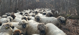 Oi si berbeci bucalai - imagine 2