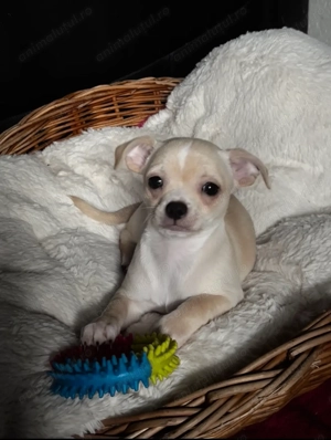 Vând pui de Chihuahua  - imagine 2