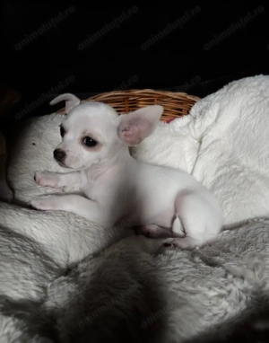 Vând pui de Chihuahua