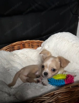 Vând pui de Chihuahua  - imagine 3