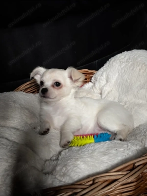 Vând pui de Chihuahua  - imagine 4