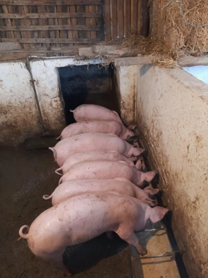 Vând grăsuni landrace cu marele alb