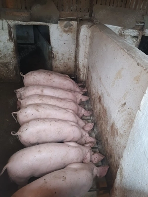 Vând grăsuni landrace cu marele alb - imagine 2