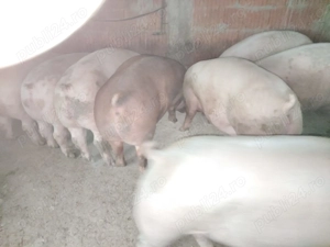 Vand porci de carne  - imagine 2 Vand porci de carne  - imagine 2