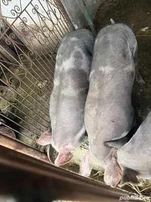 vand porci pietrean rasa curata - imagine 3