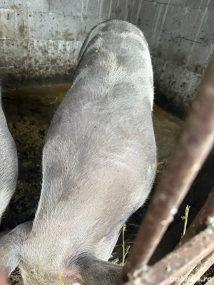 vand porci pietrean rasa curata - imagine 2